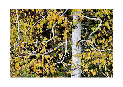 Birch Branching